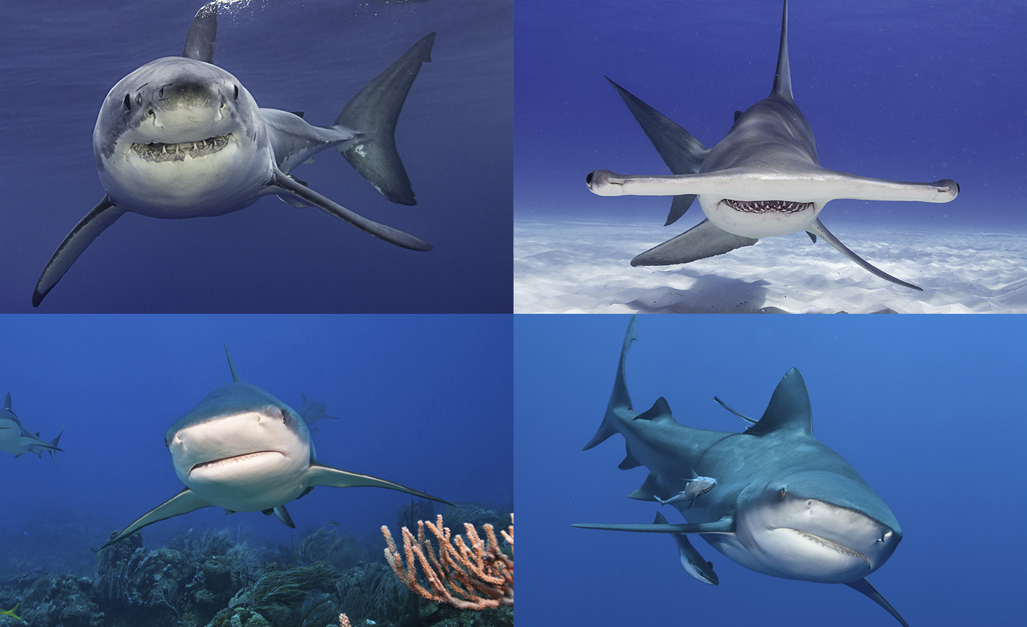 What’s Your Shark Personality?